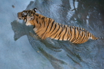 /photos/2007-WDW-AnimalKingdom/thumbs/IMG_2190.JPG