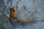 /photos/2007-WDW-AnimalKingdom/thumbs/IMG_2192.JPG