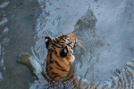 /photos/2007-WDW-AnimalKingdom/thumbs/IMG_2193.JPG