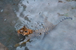 /photos/2007-WDW-AnimalKingdom/thumbs/IMG_2195.JPG