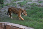 /photos/2007-WDW-AnimalKingdom/thumbs/IMG_2202.JPG