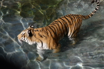 /photos/2007-WDW-AnimalKingdom/thumbs/IMG_2208.JPG