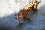 /photos/2007-WDW-AnimalKingdom/thumbs/IMG_2210.JPG