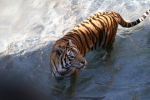 /photos/2007-WDW-AnimalKingdom/thumbs/IMG_2211.JPG