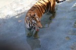 /photos/2007-WDW-AnimalKingdom/thumbs/IMG_2216.JPG