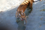 /photos/2007-WDW-AnimalKingdom/thumbs/IMG_2217.JPG