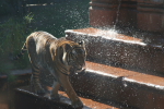 /photos/2007-WDW-AnimalKingdom/thumbs/IMG_2238.JPG