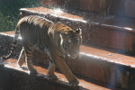 /photos/2007-WDW-AnimalKingdom/thumbs/IMG_2239.JPG