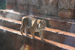 /photos/2007-WDW-AnimalKingdom/thumbs/IMG_2241.JPG