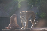 /photos/2007-WDW-AnimalKingdom/thumbs/IMG_2244.JPG