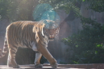 /photos/2007-WDW-AnimalKingdom/thumbs/IMG_2247.JPG