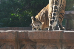 /photos/2007-WDW-AnimalKingdom/thumbs/IMG_2254.JPG