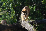 /photos/2007-WDW-AnimalKingdom/thumbs/IMG_2263.JPG