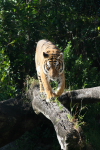 /photos/2007-WDW-AnimalKingdom/thumbs/IMG_2268.JPG