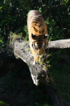 /photos/2007-WDW-AnimalKingdom/thumbs/IMG_2271.JPG