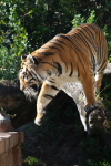 /photos/2007-WDW-AnimalKingdom/thumbs/IMG_2272.JPG