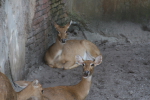 /photos/2007-WDW-AnimalKingdom/thumbs/IMG_2284.JPG