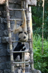 /photos/2007-WDW-AnimalKingdom/thumbs/IMG_2318.JPG