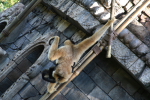 /photos/2007-WDW-AnimalKingdom/thumbs/IMG_2324.JPG