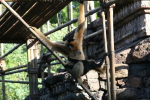 /photos/2007-WDW-AnimalKingdom/thumbs/IMG_2327.JPG