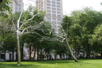 /photos/20070515NYC/thumbs/IMG_0340.JPG