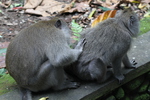 /photos/Bali2010/thumbs/HunterBali-061.JPG