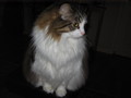 /photos/cats/thumbs/IMG_0044.JPG