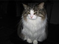 /photos/cats/thumbs/IMG_0045.JPG