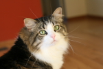 /photos/cats/thumbs/IMG_0146.JPG