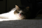 /photos/cats/thumbs/IMG_0158.JPG