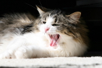 /photos/cats/thumbs/IMG_0165.JPG