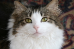 /photos/cats/thumbs/IMG_0361.JPG