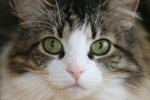 /photos/cats/thumbs/IMG_0362.JPG