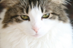 /photos/cats/thumbs/IMG_0364.JPG