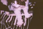 /photos/cats/thumbs/PR7881072803.JPG