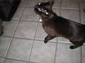 /photos/christmas2005/thumbs/IMG_0106.JPG