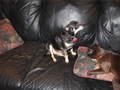 /photos/christmas2005/thumbs/IMG_0114.JPG