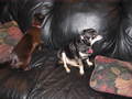 /photos/christmas2005/thumbs/IMG_0115.JPG