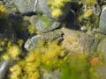 /photos/mendocino20050924/thumbs/IMG_0063.JPG