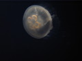 /photos/monterey-aquarium/thumbs/IMG_0472.JPG