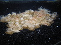 /photos/monterey-aquarium/thumbs/IMG_0473.JPG