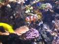 /photos/monterey-aquarium/thumbs/IMG_0510.JPG