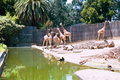 /photos/oaklandzoo/thumbs/PR78881076208.jpg