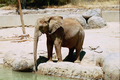/photos/oaklandzoo/thumbs/PR78881076216.jpg
