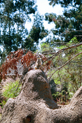 /photos/oaklandzoo/thumbs/PR78881076218.jpg