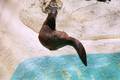 /photos/oaklandzoo/thumbs/PR78881076247.jpg