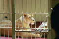/photos/sfzoo/thumbs/PR7881075940.jpg