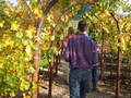 /photos/sonoma20051112/thumbs/IMG_0036.JPG