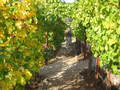 /photos/sonoma20051112/thumbs/IMG_0037.JPG